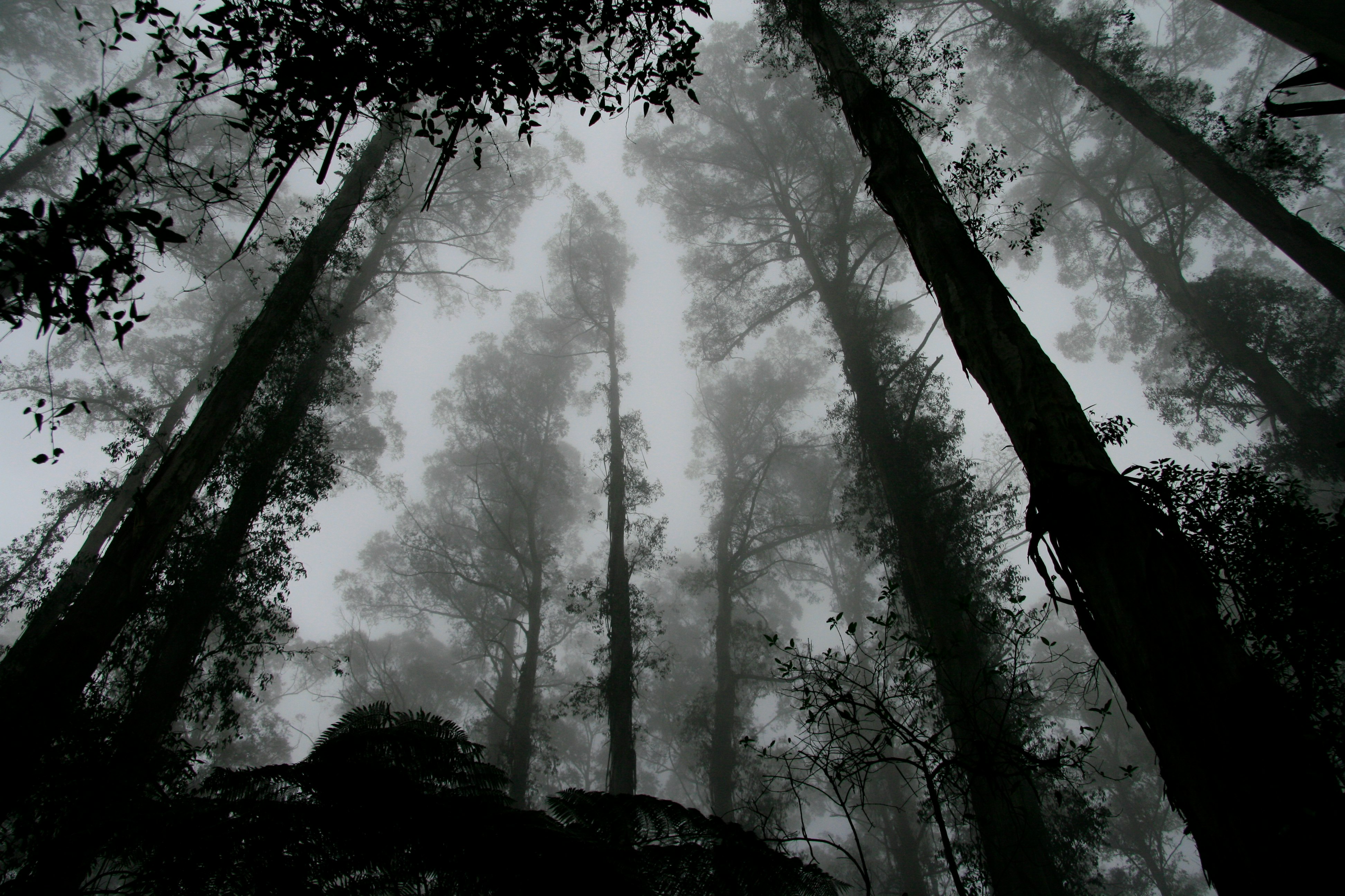 worms eye view of fog covered forest